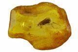 Detailed Fossil Caddisfly, Springtail and Fly in Baltic Amber #128324-1